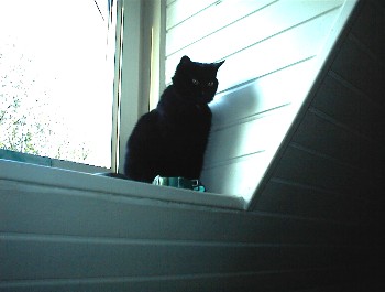 14.04 8:41 Die Katze auf dem Fenstersims *gg*