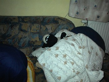 10.03.02 1:39 Nach der megasupi Party braucht shaun erstmal seinen Sch�nheitsschaf :o)