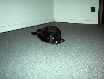 07.04 21:28 Sophie hat auch eine Katze *miau*