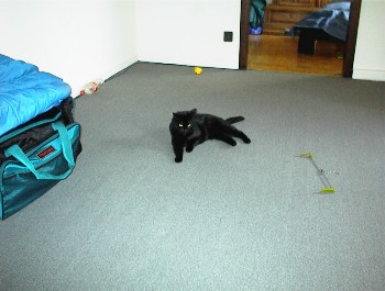 08.04 14:51 Dieser Tiger is net zum streicheln :o)