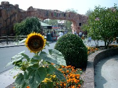 F�r mein Schatzi - Eine Sonnenblume!