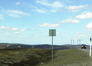 08.06 13:54 Vorsicht! Immerwieder knnen Rentiere auf der Strae sein!