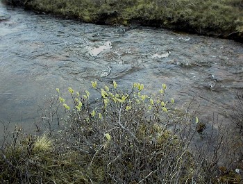 10.06 9:19 Hier oben im Norden hat der Frhling erst jetzt begonnen!