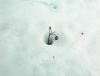 10.06 11:36 Um das Pflnzchen schon geschmolzen, das Eis!