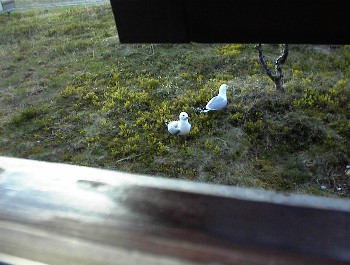 12.06 21:36 Auf dem Campingplatz sind jede Menge Mwen!