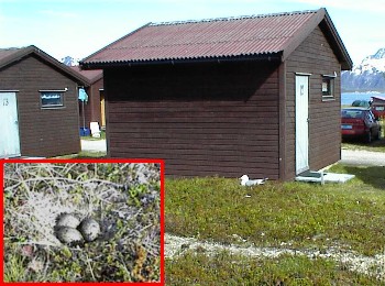 13.06 8:50 Auf dem Boden zwischen den Hytten brten die Mwen!