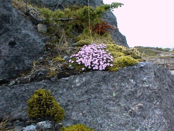 16.06 13:03 Zwischendurch blhende Blumen!