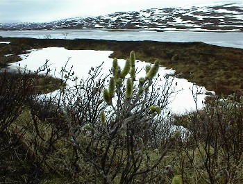 16.06 19:10 Auch hier noch Eis auf dem See!