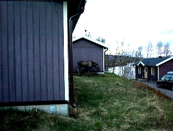 16.06 23:06 Und dann am spten Abend - ein Elch *freu*