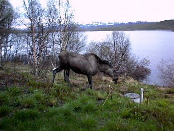 16.06 23:10 Ganz nah kam er ran :o)