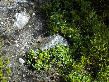 20.06 12:58 Hier blhen schon einige Blumen!