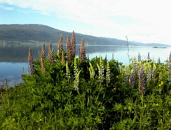 21.06 19:19 An der Strecke ganz viele Lupinen!