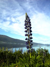 21.06 19:20 Und nochmal eine mit Blick auf den Fannefjorden!