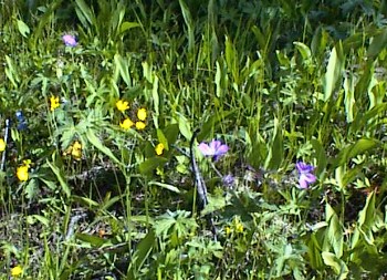 23.06 11:24 Blumen am Rande des Flues!