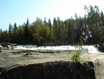 13:25 Hier bl�hen sch�ne Blumen!