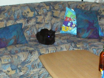 10.03 19:04 Da ist die eine Katze.....